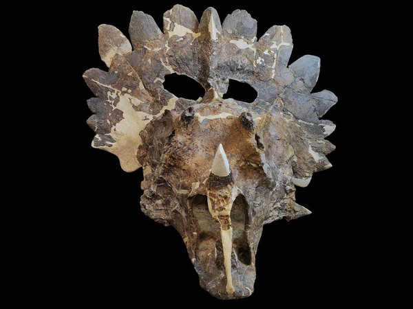 Detecting weird dinosaur fossils in Canada