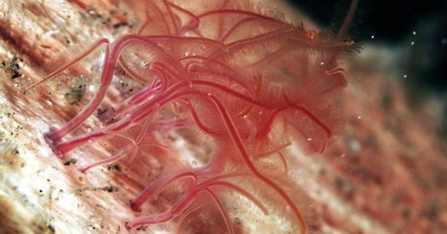 Detecting weird zombie worms