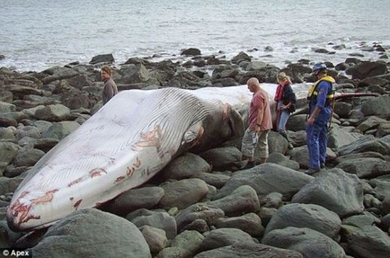 Detecting whale carcass 17m long