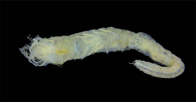 Detecting worm species with eyes at the tail
