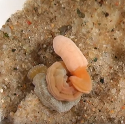 Detecting worms with relatives