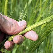 Detection and conservation of wild food crops