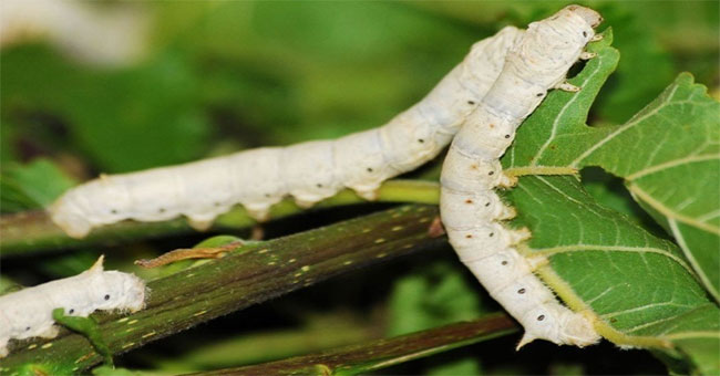 Detection: Good pesticides for mulberry trees but for silkworms