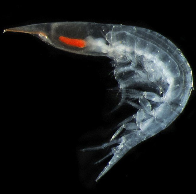 Detection of 1.5 million new marine organisms
