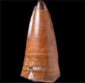 Detection of 5.5cm long fossil marine animals