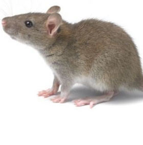 Detection of '6th sense' in mice