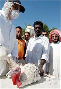Detection of bird flu in Kuwait
