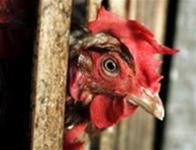 Detection of bird flu in many countries