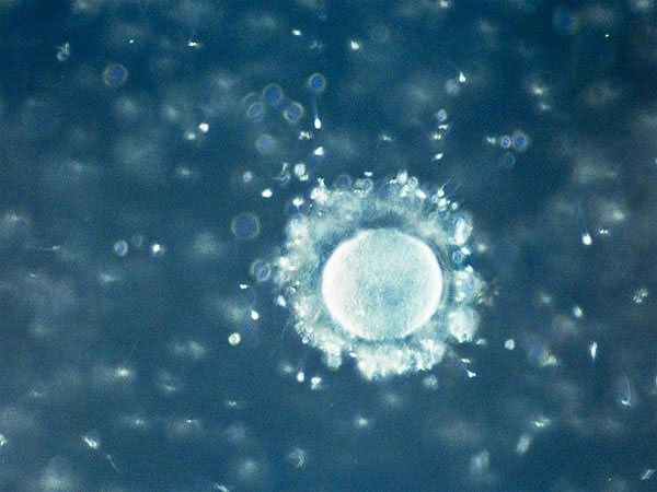 Detection of breakthroughs in female ovaries