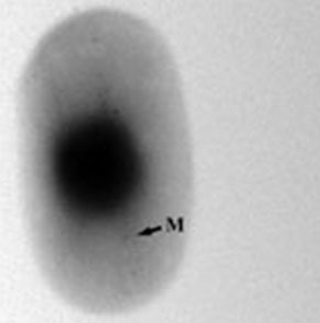 Detection of BW-1 virus eating sulfate and producing 2 different types of magnetic beads