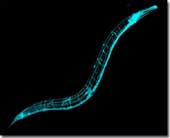 Detection of cancer by worms and urine