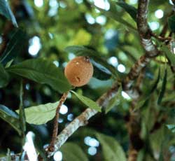 Detection of cancer cure herbs, AIDS and malaria
