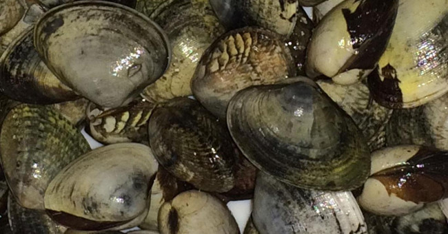 Detection of cancer infection in clam oysters