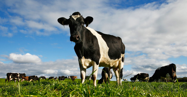 Detection of cows capable of combating HIV