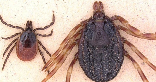 Detection of dangerous tropical parasites in Germany