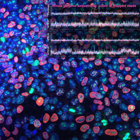 Detection of DNA mosaic structure