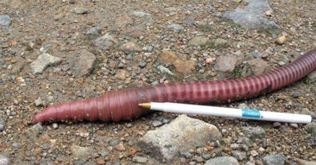 Detection of earthworms up to 2m long