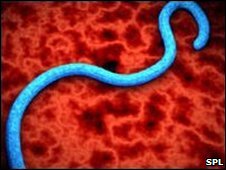 Detection of ebola virus in pigs
