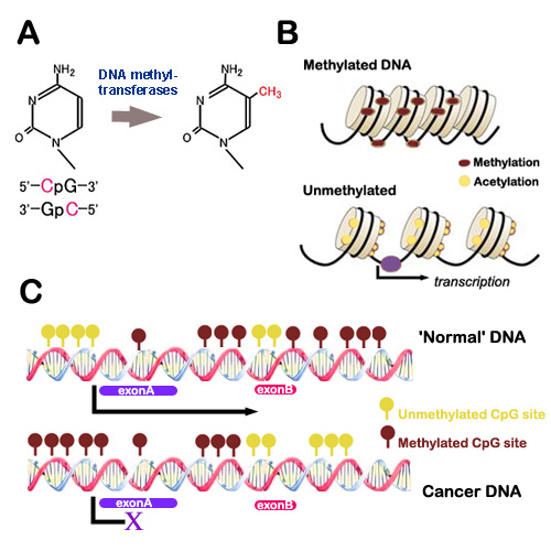 Detection of enzymes involved in early cancer