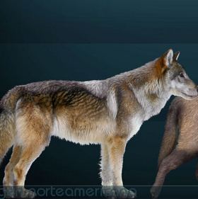 Detection of extinct wolf fossils