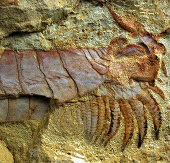 Detection of fossil organisms 500 million years old