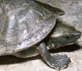 Detection of gene mixing in Central American river turtles