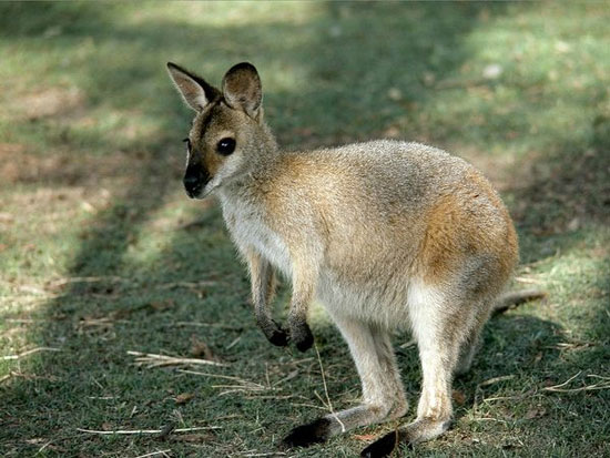 Detection of genes against bacteria from mammals in Australia