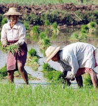Detection of genes helps rice plants withstand flooding