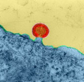 Detection of genes that can control HIV