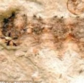Detection of giant blood-sucking parasite fossils