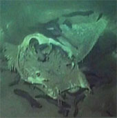 Detection of giant marine animal graves