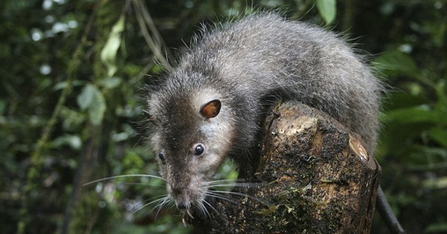 Detection of giant mice in Papua New Guinea