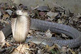 Detection of giant poisonous snakes in Kenya