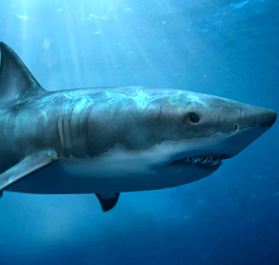 Detection of giant shark fossils 300 million years