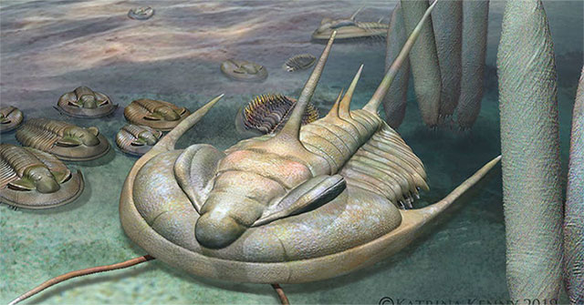 Detection of giant trilobite fossils in Australia