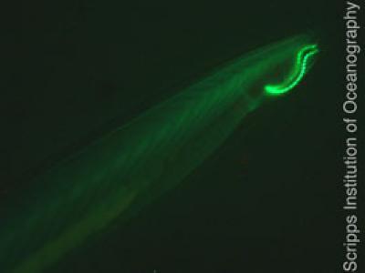 Detection of green fluorescence proteins in marine organisms