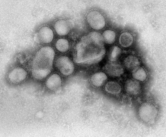 Detection of H1N1 flu virus in animals
