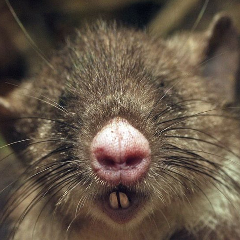 Detection of hairy pig nose mice in the longest