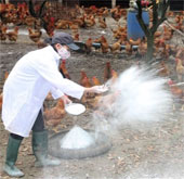 Detection of influenza A / H5N6 virus in animals in Lang Son and Ha Tinh