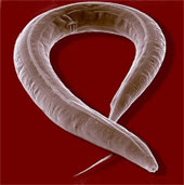 Detection of mating behavior