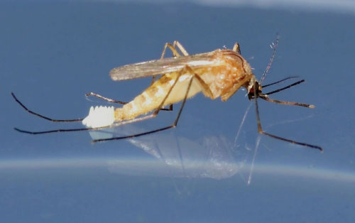 Detection of mosquitoes avoiding insecticides