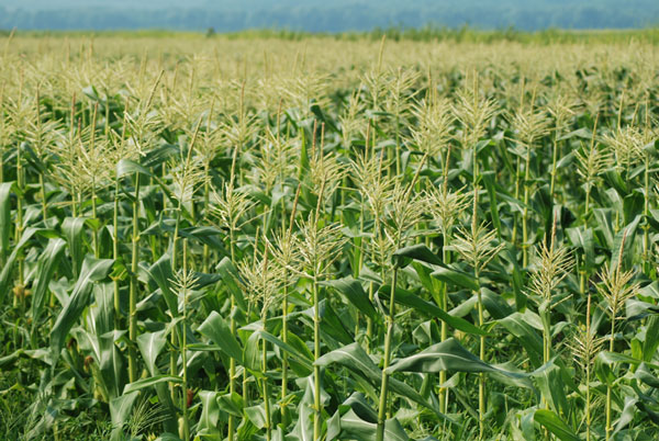 Detection of multi-disease resistant genes on corn leaves