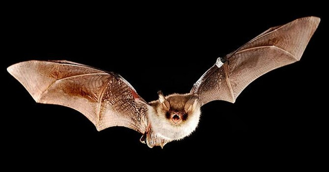 Detection of neurons 'GPS' of bats