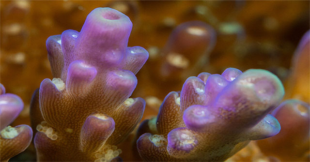 Detection of organisms containing chlorophyll but not photosynthesis