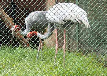 Detection of positive blood samples for H5N1