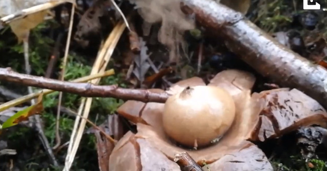 Detection of rare spray fungus