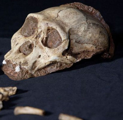Detection of skin with skin 1.9 million years