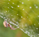 Detection of spider silk formation mechanism