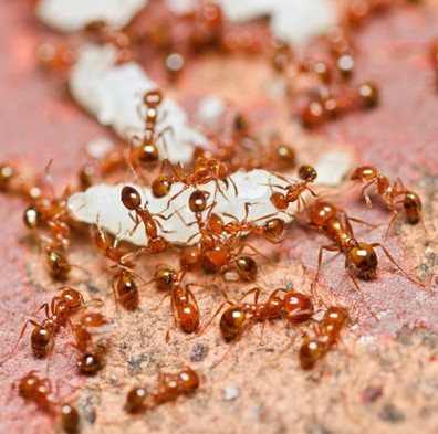 Detection of super-durable materials from fire ants