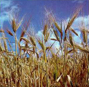 Detection of the Eibi1 mutant gene in wild barley plants